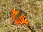 Rusałka ceik (Polygonia c-album)