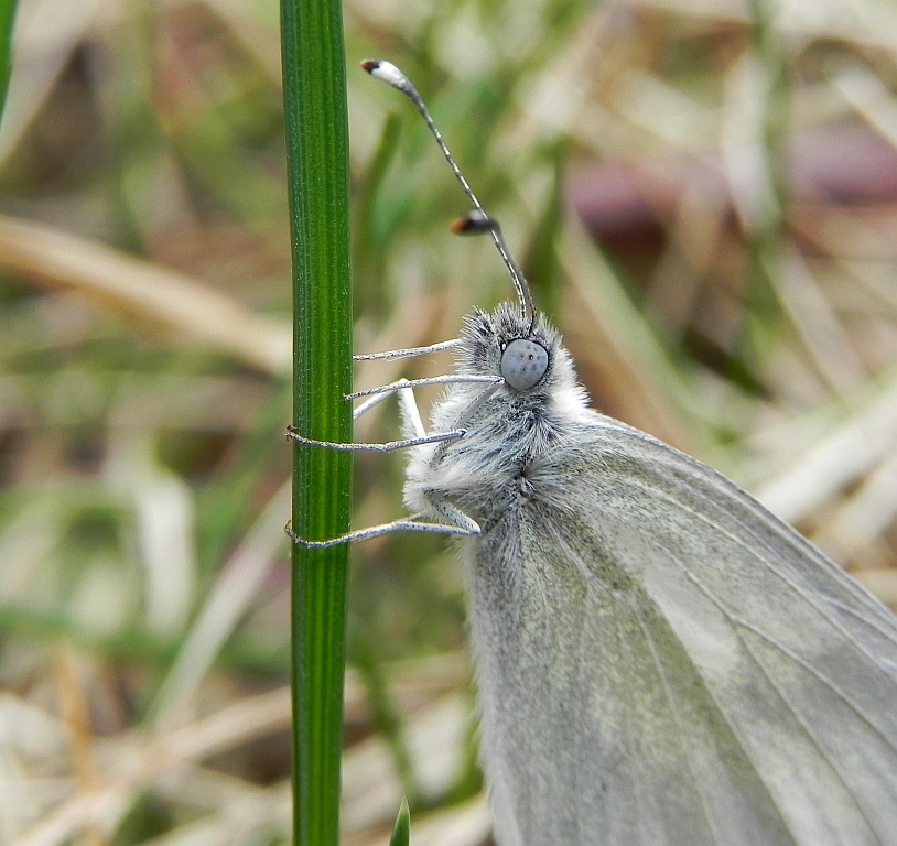 Wietek gorczycznik (Leptidea sinapis)