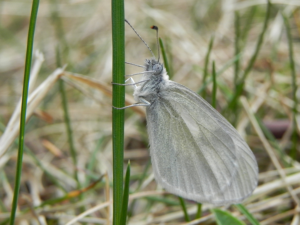 Wietek gorczycznik (Leptidea sinapis)
