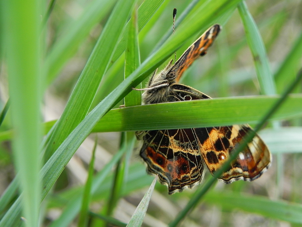 Rusałka kratkowiec (Araschnia levana)