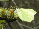 Listkowiec cytrynek, latolistek cytrynek (Gonepteryx rhamni)