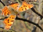 Rusałka ceik (Polygonia c-album)