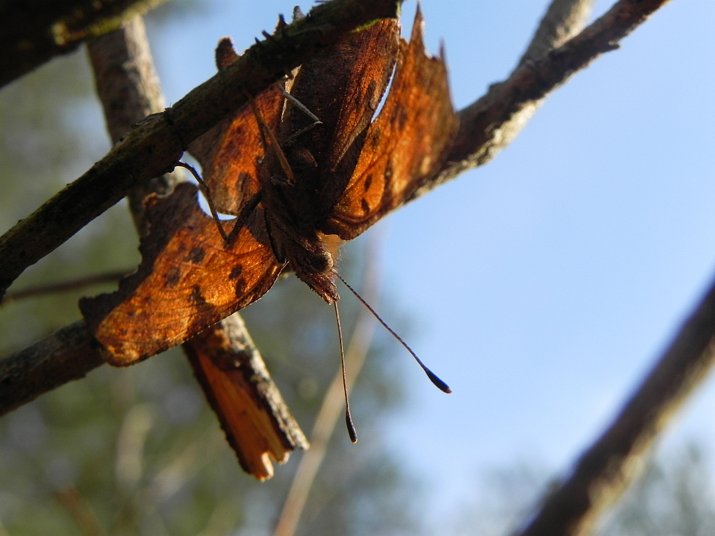 Rusałka ceik (Polygonia c-album)