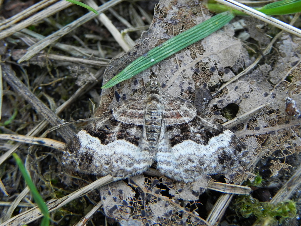 Paśnik posmutek (Epirrhoe tristata)