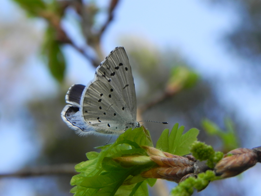 Modraszek wieszczek (Celastrina argiolus)