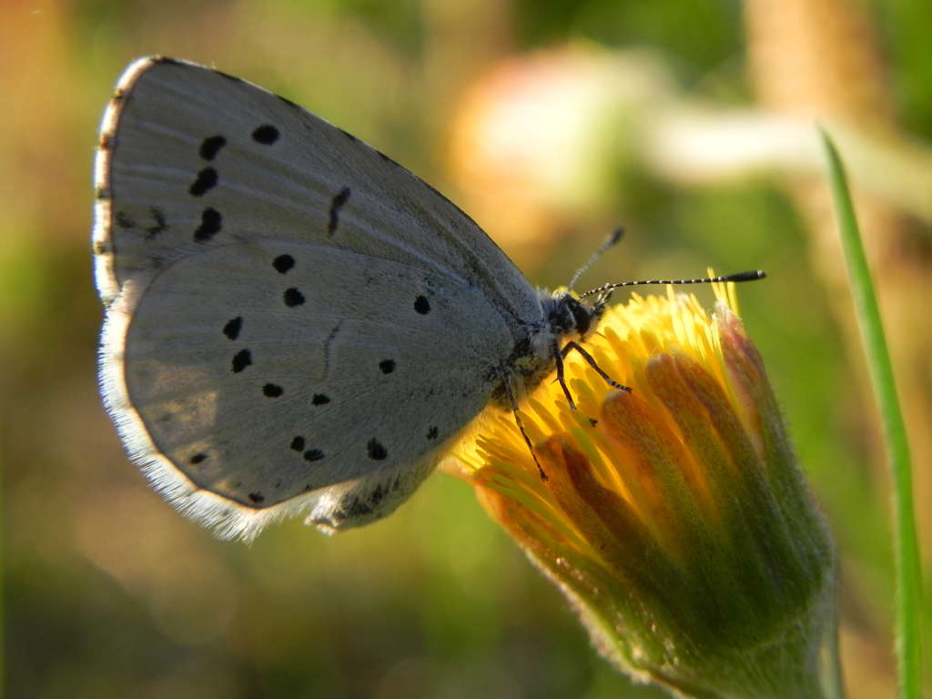 Modraszek wieszczek (Celastrina argiolus)