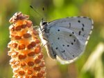 Modraszek wieszczek (Celastrina argiolus)