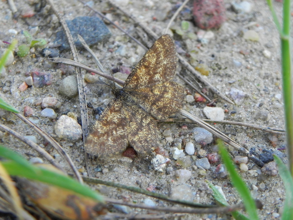 Poproch pylinkowiak (Ematurga atomaria)