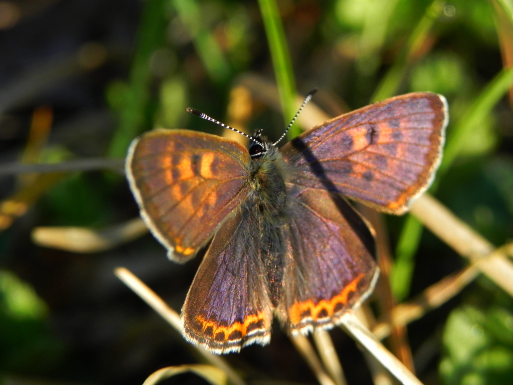 Czerwończyk fioletek (Lycaena helle)