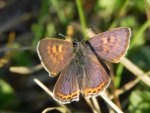 Czerwończyk fioletek (Lycaena helle)
