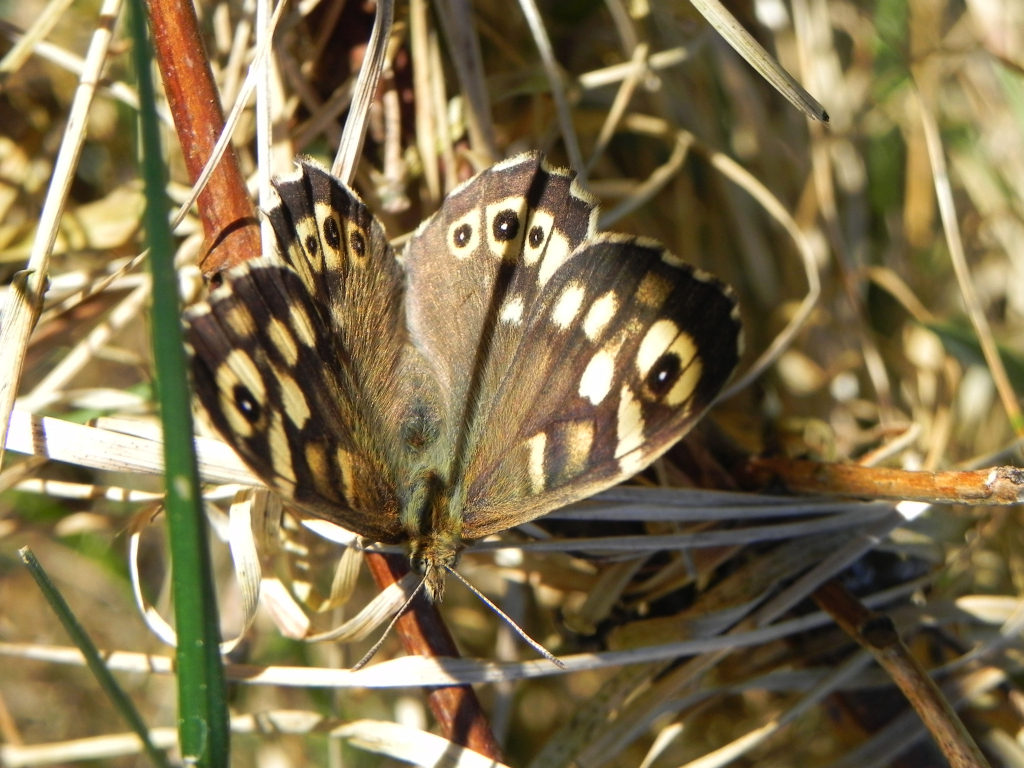 Osadnik egeria (Pararge aegeria)