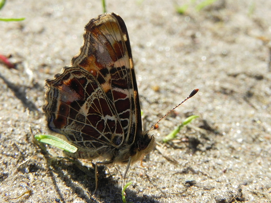 Rusałka kratkowiec (Araschnia levana)