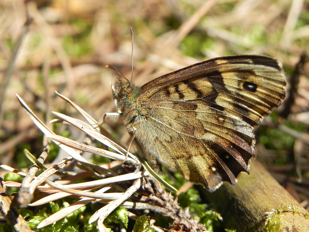 Osadnik egeria (Pararge aegeria)