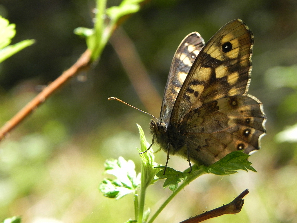 Osadnik egeria (Pararge aegeria)
