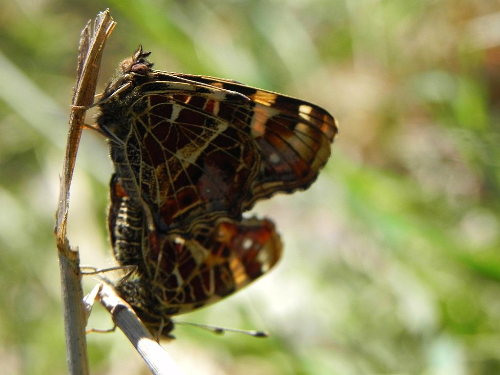 Rusałka kratkowiec (Araschnia levana)