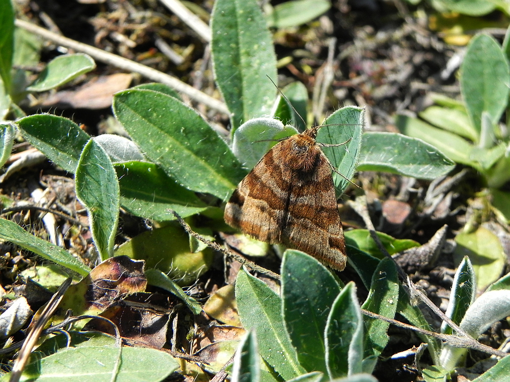 Wygłoba koniczówka (Euclidia glyphica)