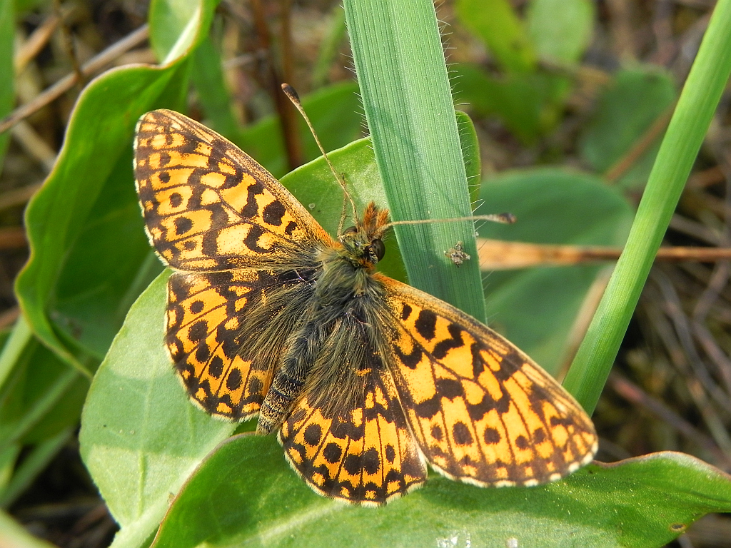 Dostojka dia (Boloria dia)
