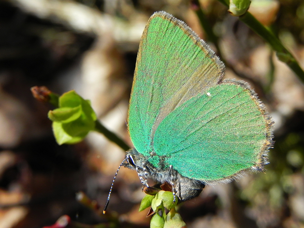 Zieleńczyk ostrężyniec (Callophrys rubi)