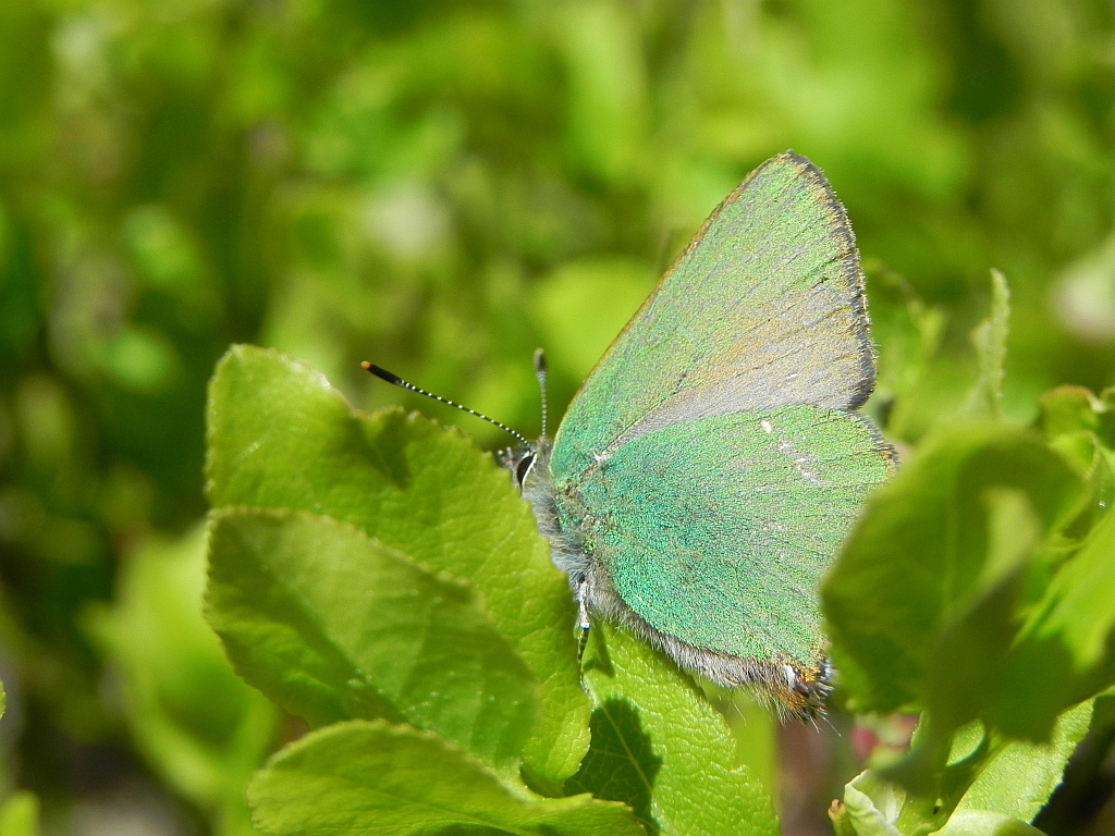 Zieleńczyk ostrężyniec (Callophrys rubi)