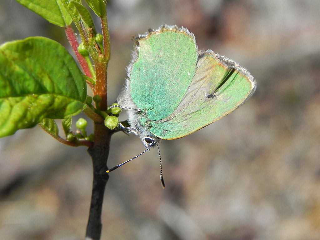 Zieleńczyk ostrężyniec (Callophrys rubi)