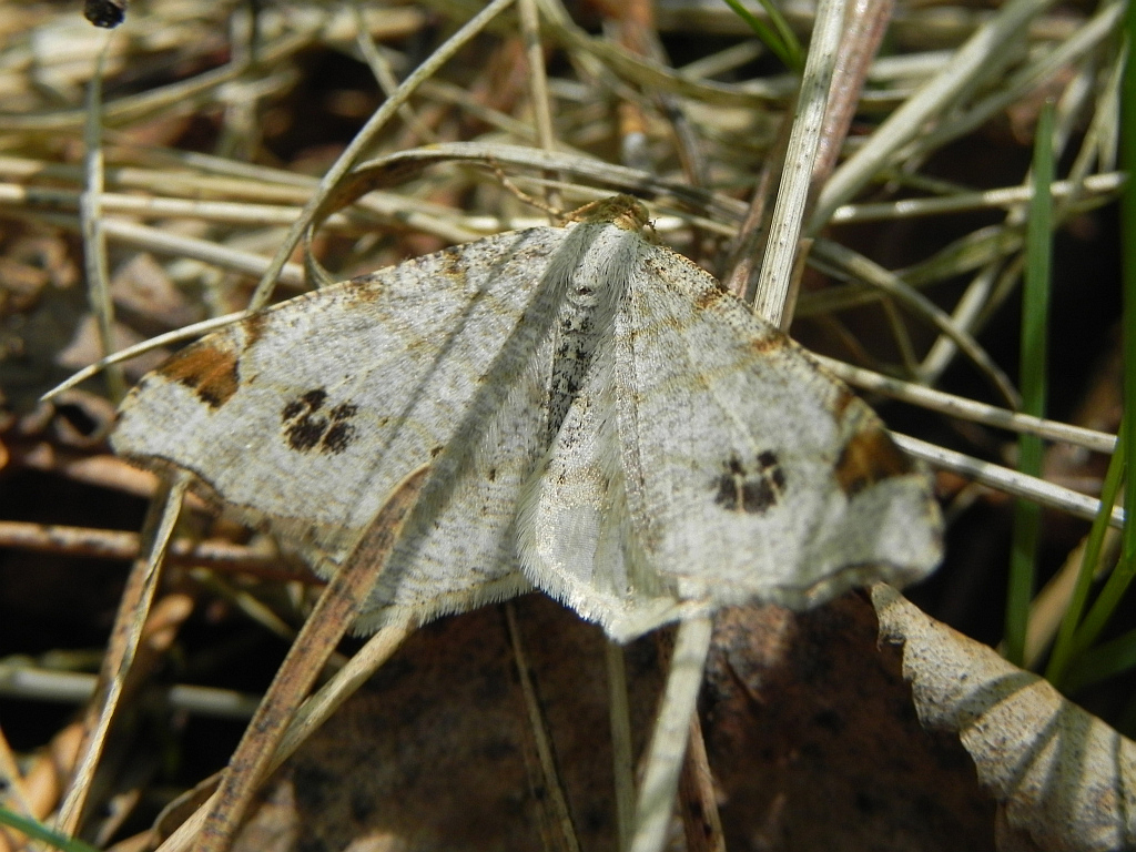 Witalnik zmiennik (Macaria alternata)
