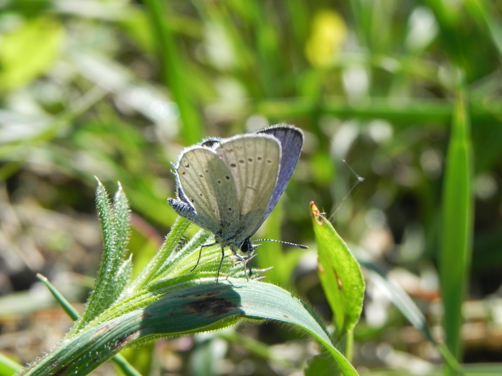 Modraszek wieszczek (Celastrina argiolus)