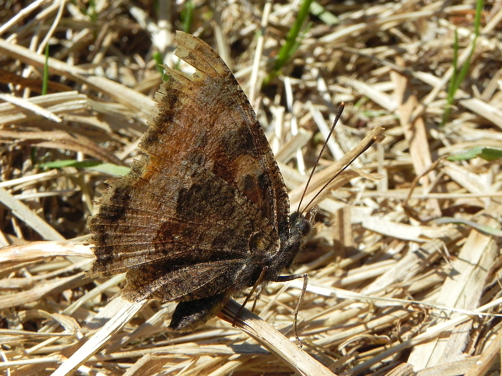 Rusałka drzewoszek (Nymphalis xanthomelas)