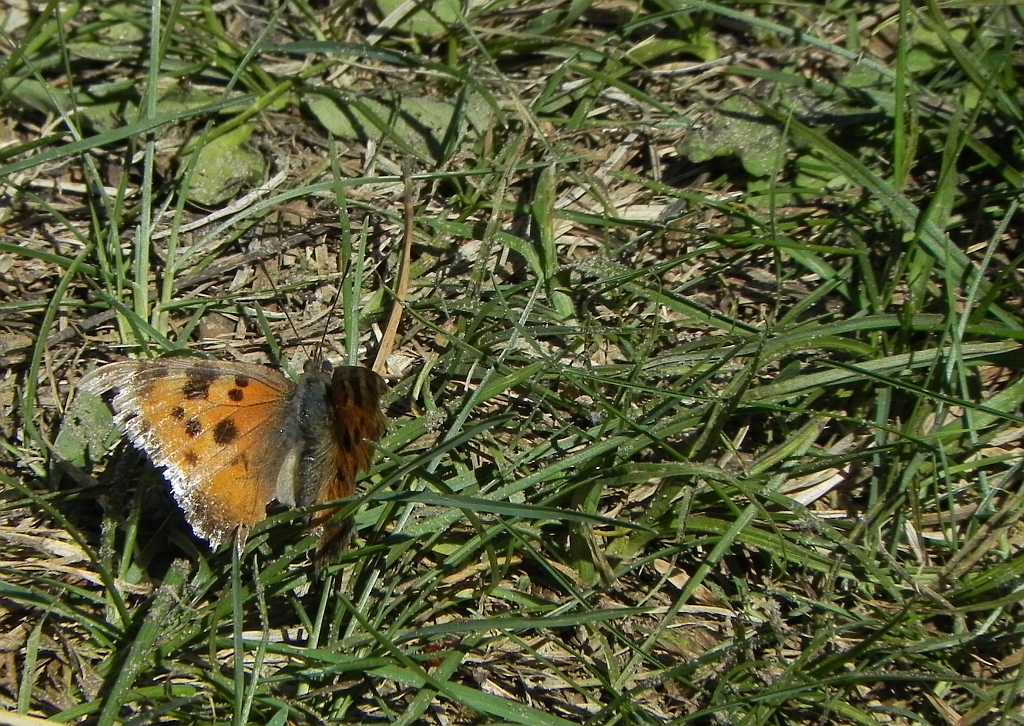 Rusałka drzewoszek (Nymphalis xanthomelas)