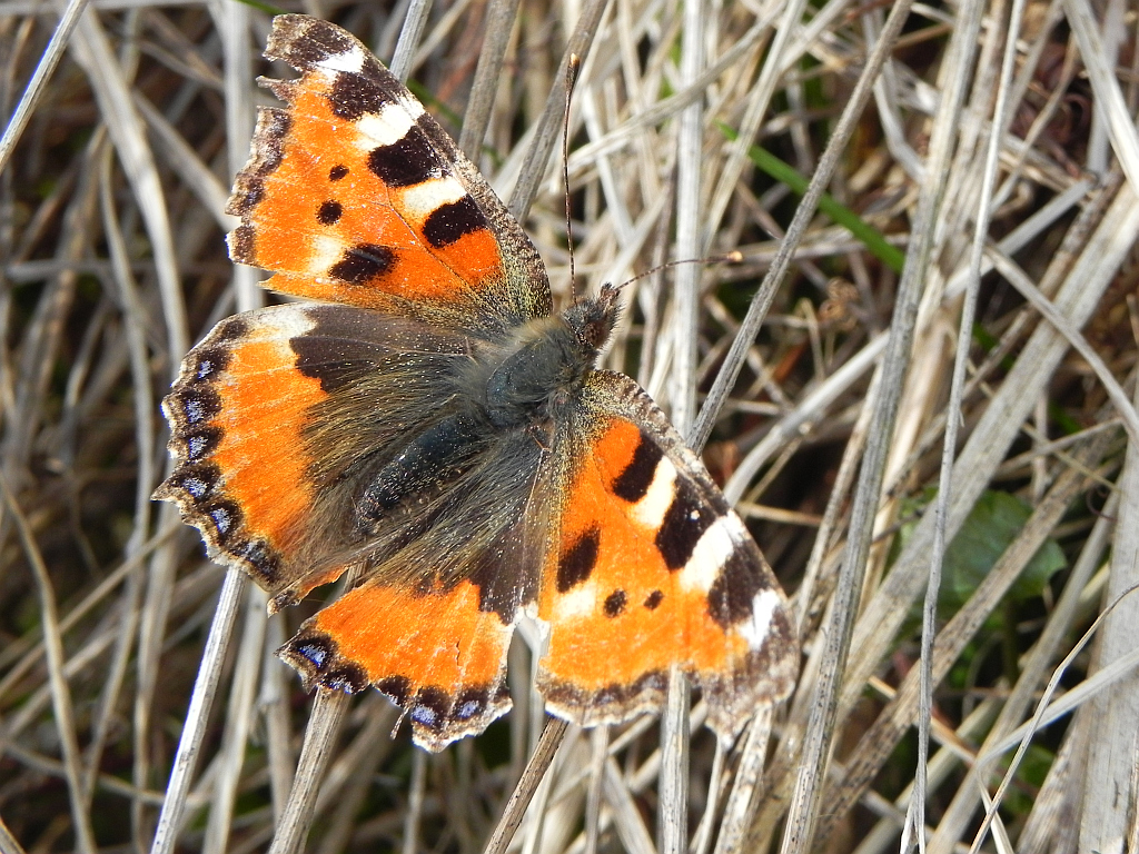 Rusałka pokrzywnik (Algais urticae)
