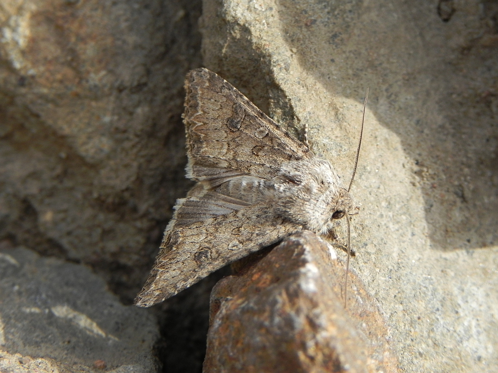 Piętnówka chwastówka (Anarta trifolii)