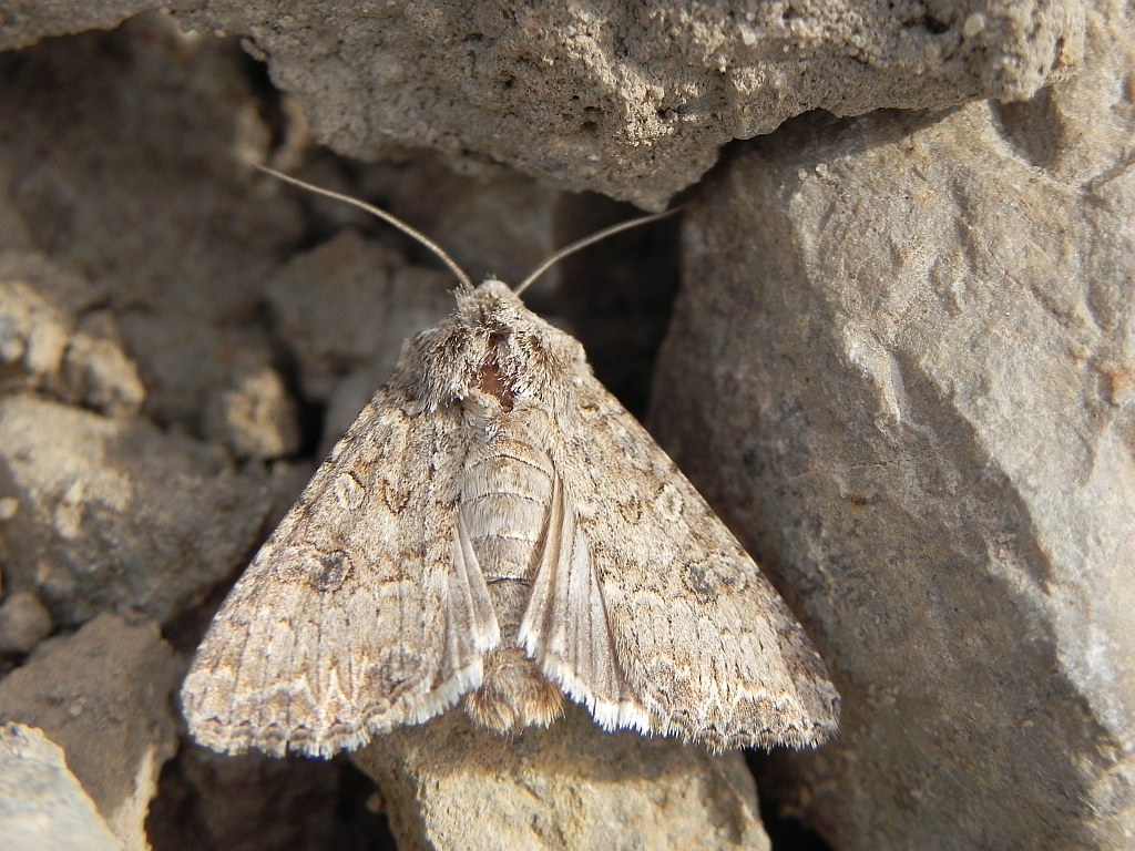 Piętnówka chwastówka (Anarta trifolii)