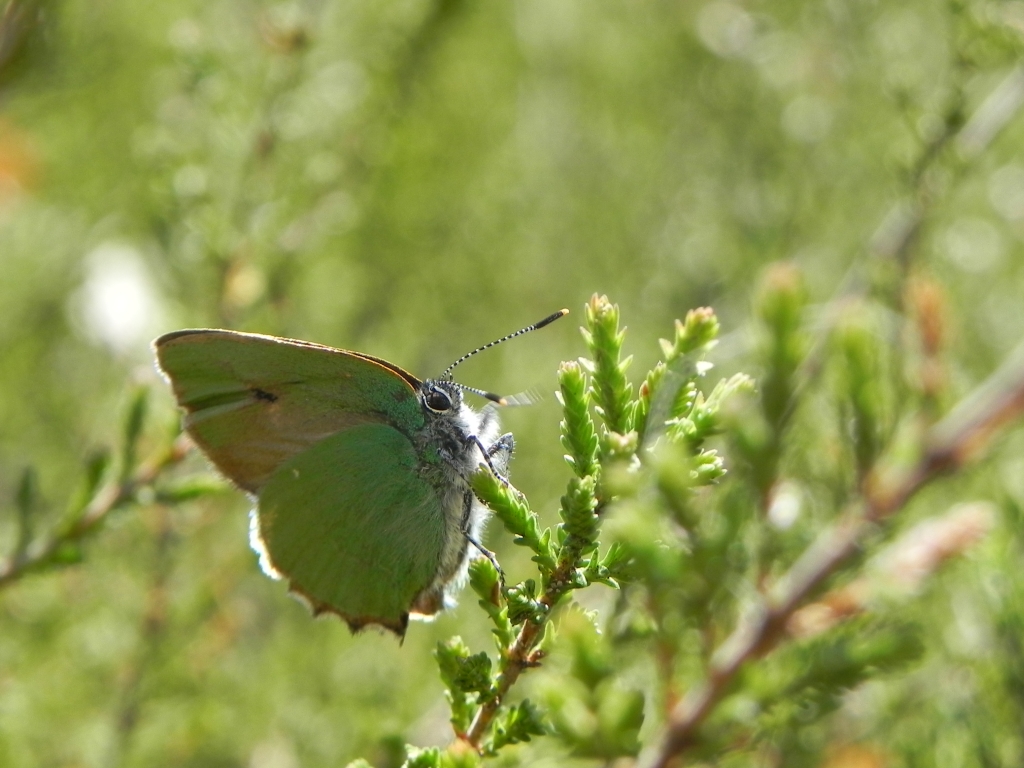 Zieleńczyk ostrężyniec (Callophrys rubi)