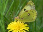 Szlaczkoń siarecznik (Colias hyale)