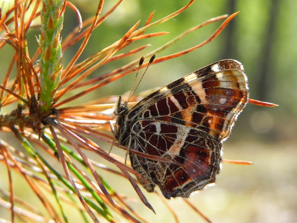 Rusałka kratkowiec (Araschnia levana)