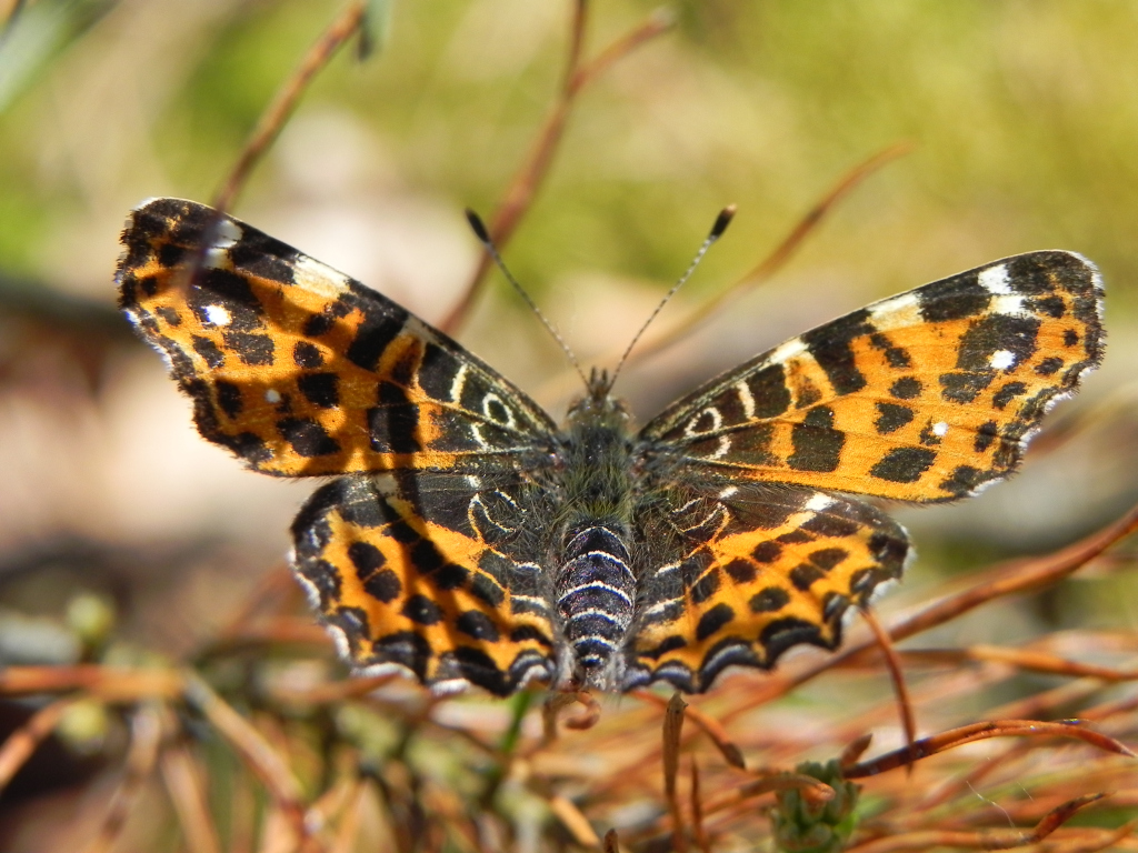 Rusałka kratkowiec (Araschnia levana)