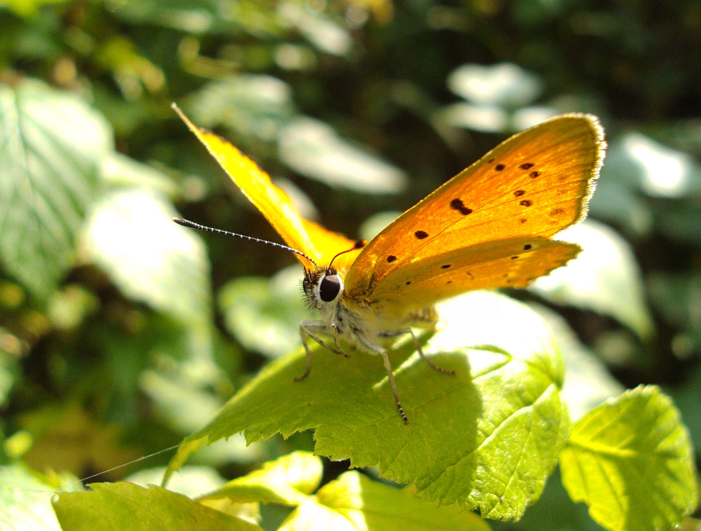 Czerwończyk dukacik (Lycaena virgaureae)