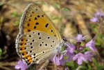 Czerwończyk uroczek (Lycaena tityrus)