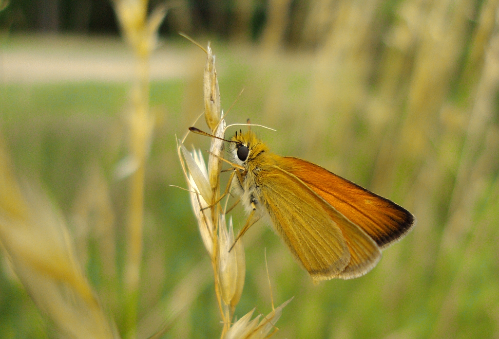Karłątek ryska (Thymelicus lineola)