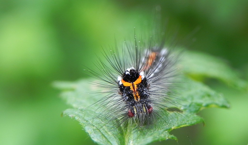 Kuprówka złotnica (Euproctis similis)