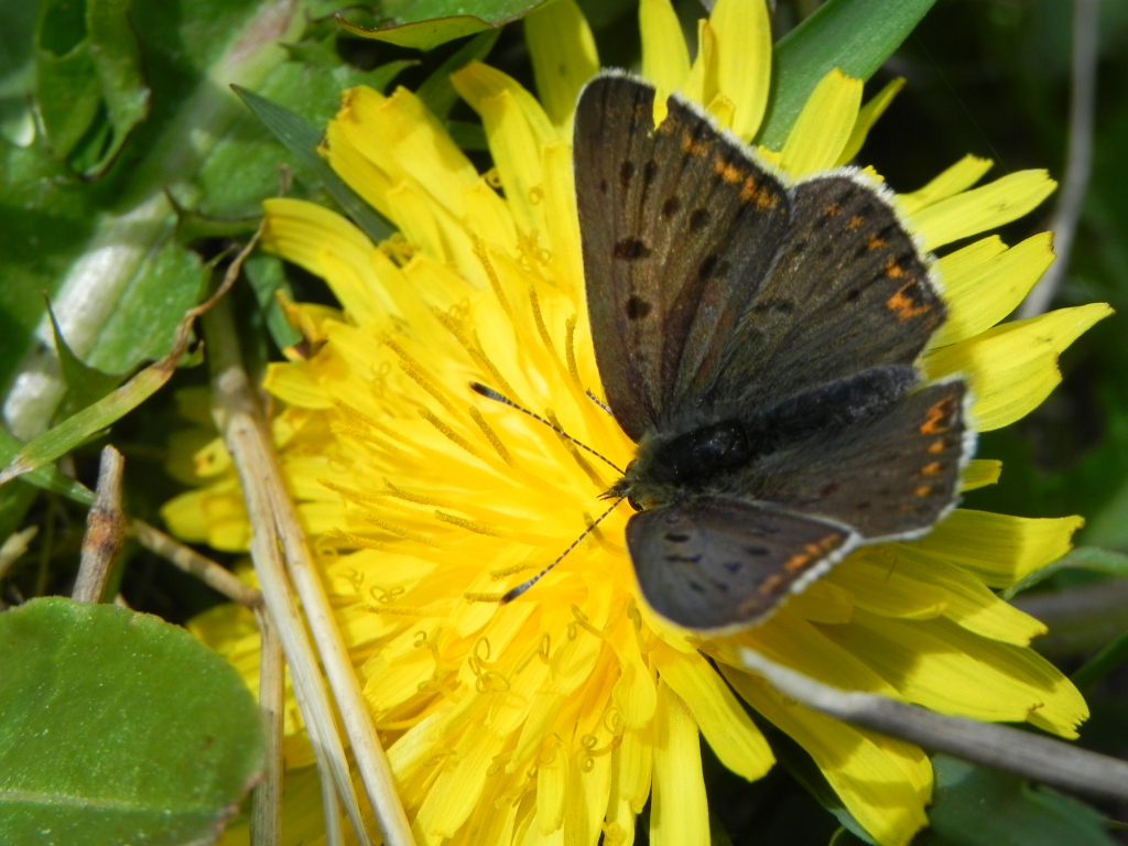 Czerwończyk uroczek (Lycaena tityrus)