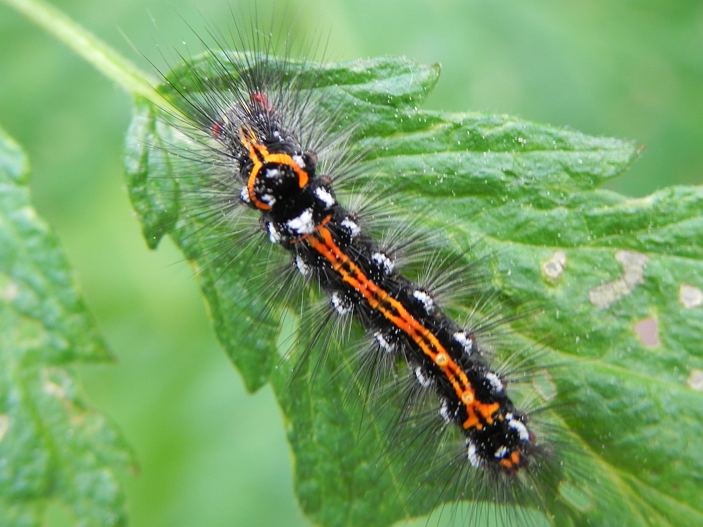 Kuprówka złotnica (Euproctis similis)