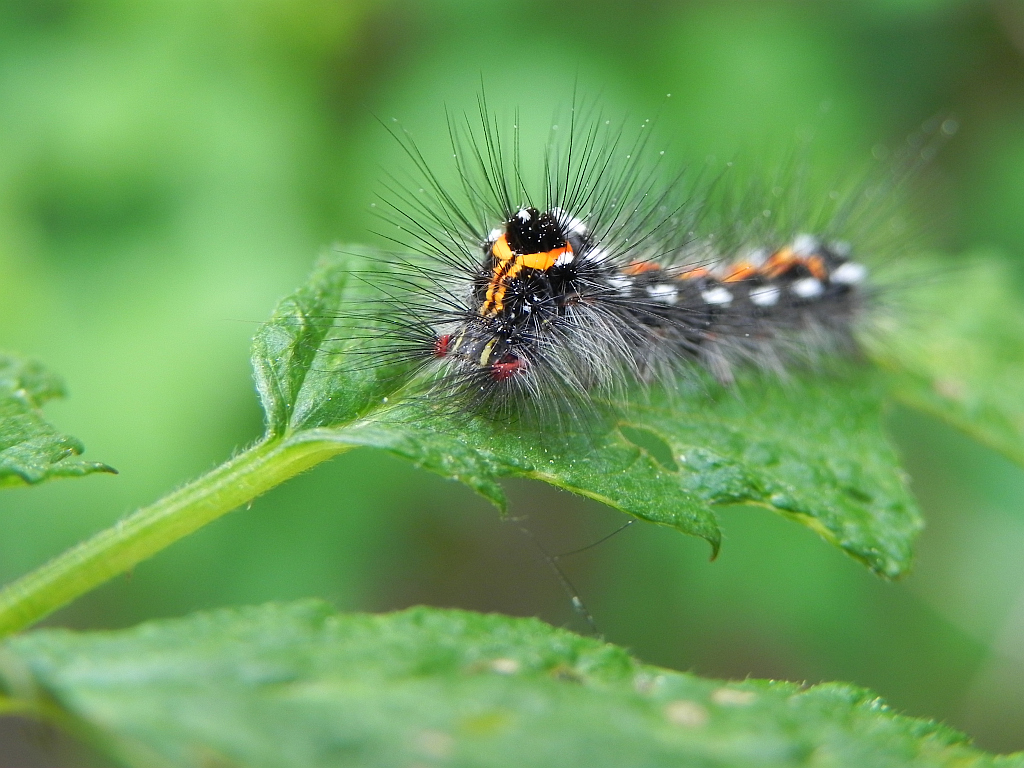 Kuprówka złotnica (Euproctis similis)