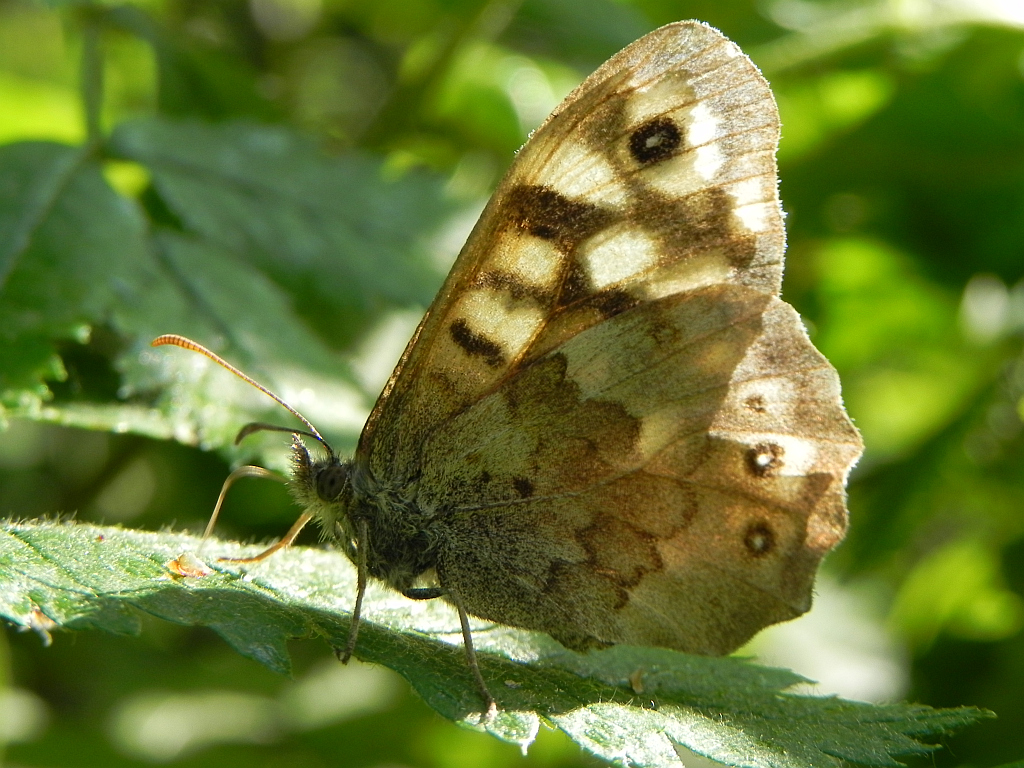 Osadnik egeria (Pararge aegeria)