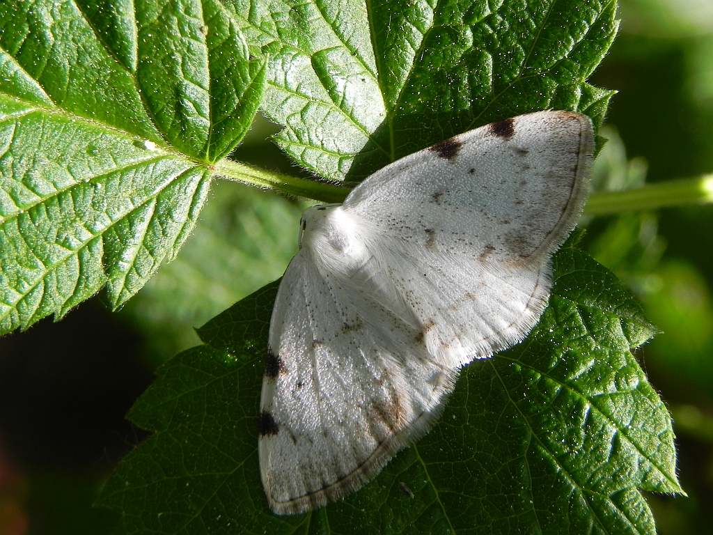 Ciemnokres dwuplamek (Lomographa bimaculata)