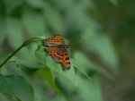 Rusałka ceik (Polygonia c-album)