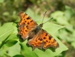 Rusałka ceik (Polygonia c-album)