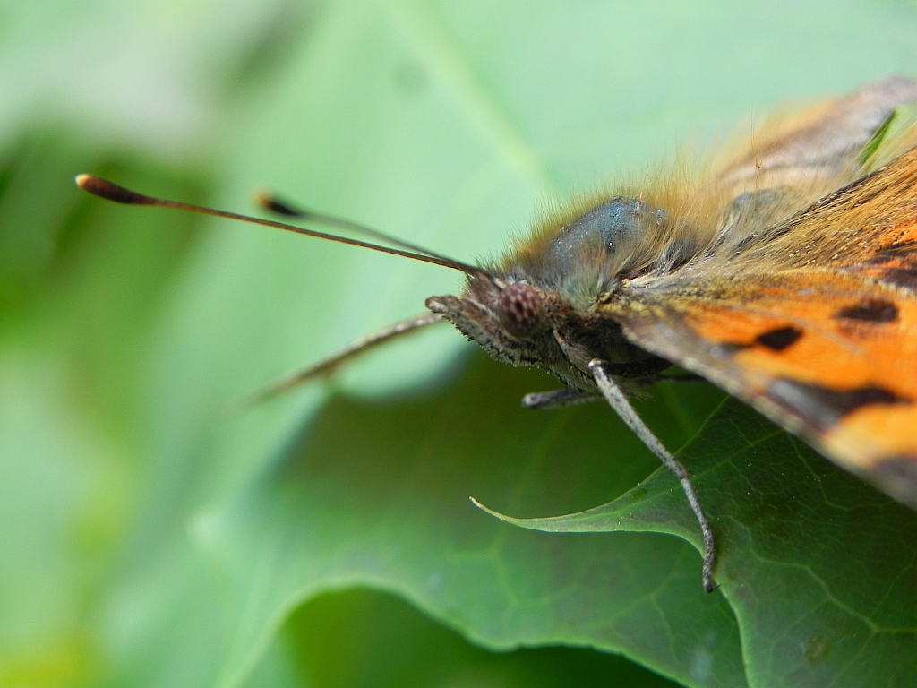 Rusałka ceik (Polygonia c-album)