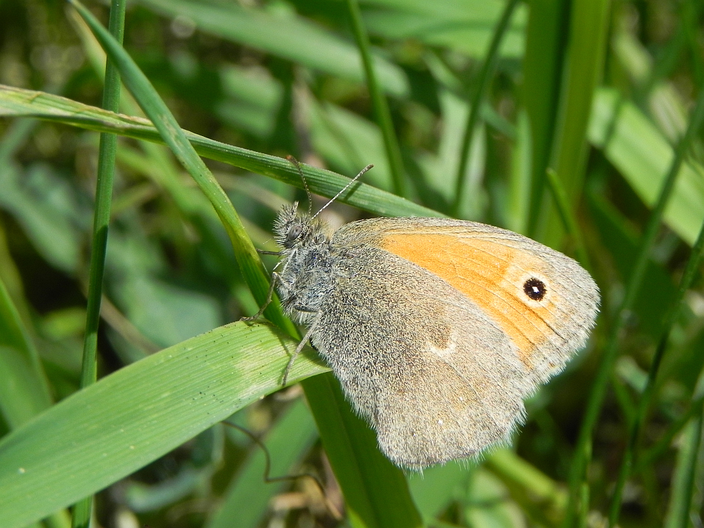 Strzępotek ruczajnik (Coenonympha pamphilus)