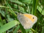 Strzępotek ruczajnik (Coenonympha pamphilus)