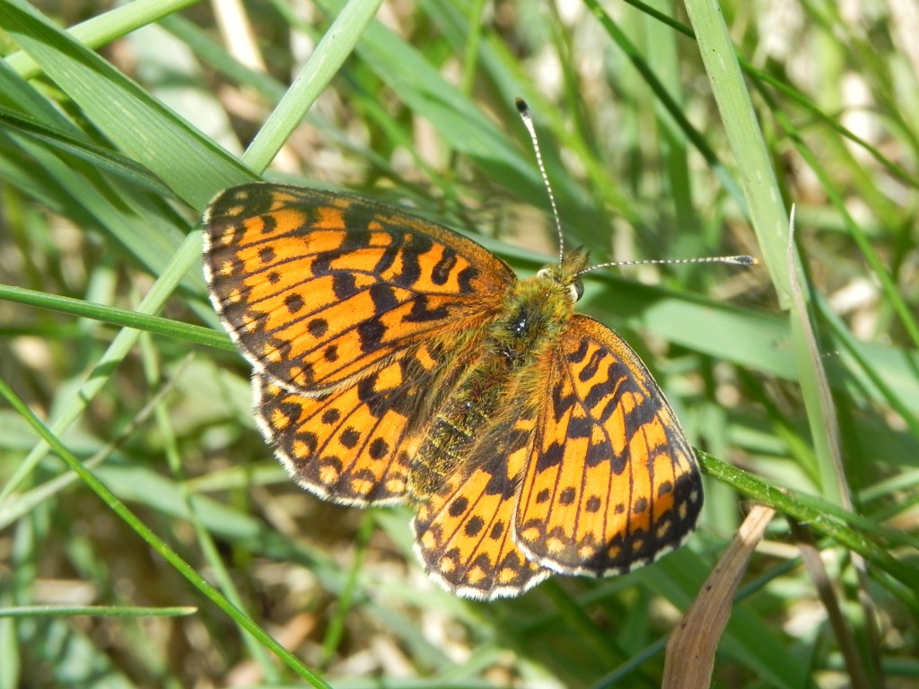 Dostojka selene (Boloria selene)